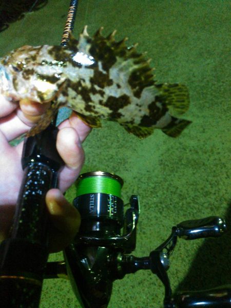 イワシメバルタケちゃん